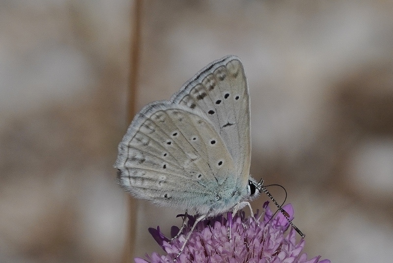 Polyommatus daphnis ?  S